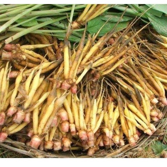 temu kunci 1kg segar