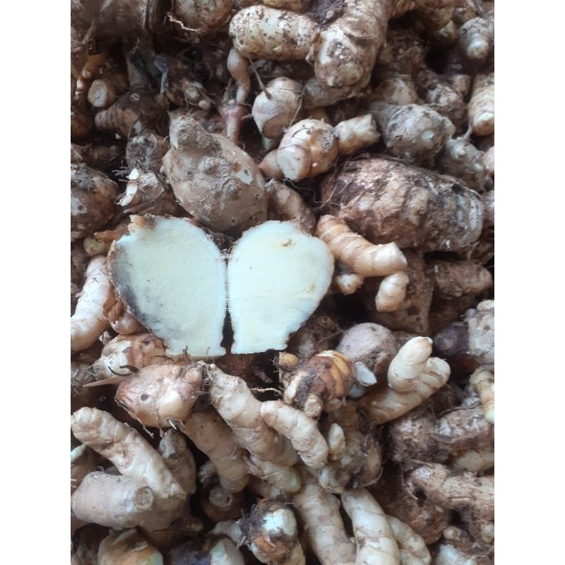 

Umbi Tmu hitam sgar 500 gr Tmu irng