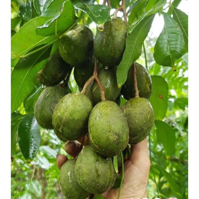 

MURAHH!! 1 KG KEDONDONG BUAH SEGAR FRESS