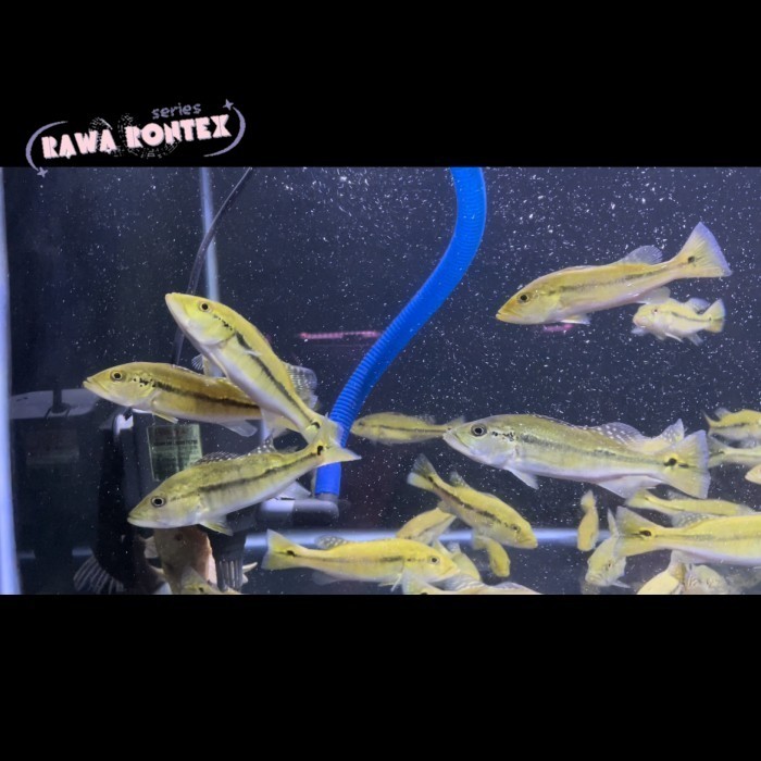 Pemanis akuarium Peacockbass intermedia 8-10 cm / pbass intermedia cod