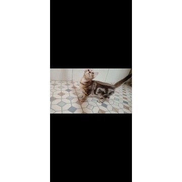 big sale Kucing Munchkin Kaki Pendek Murah Anggora Persia