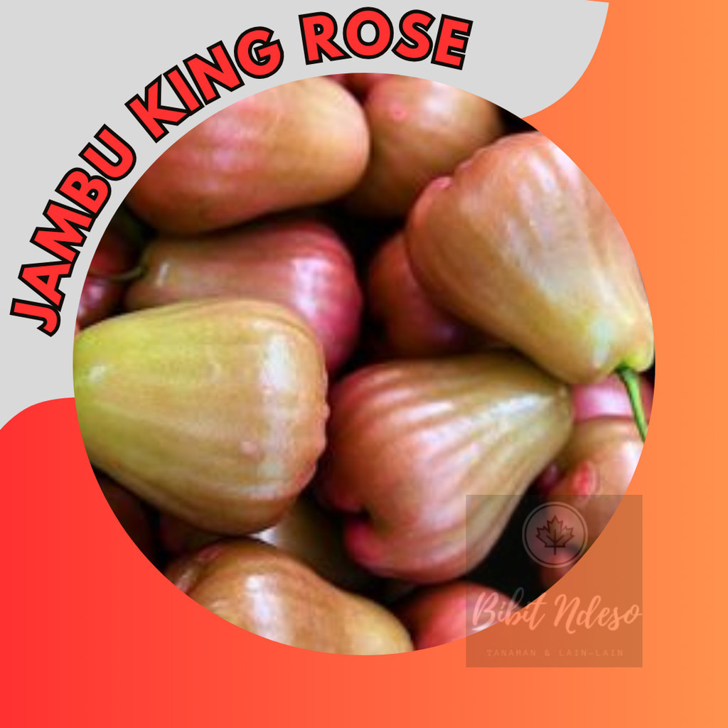 Bibit Jambu Air King Rose Tanaman Jambu unggul