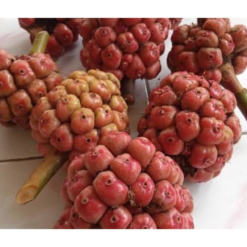 

Promo buah honje segar fresh 1kg mega store ready