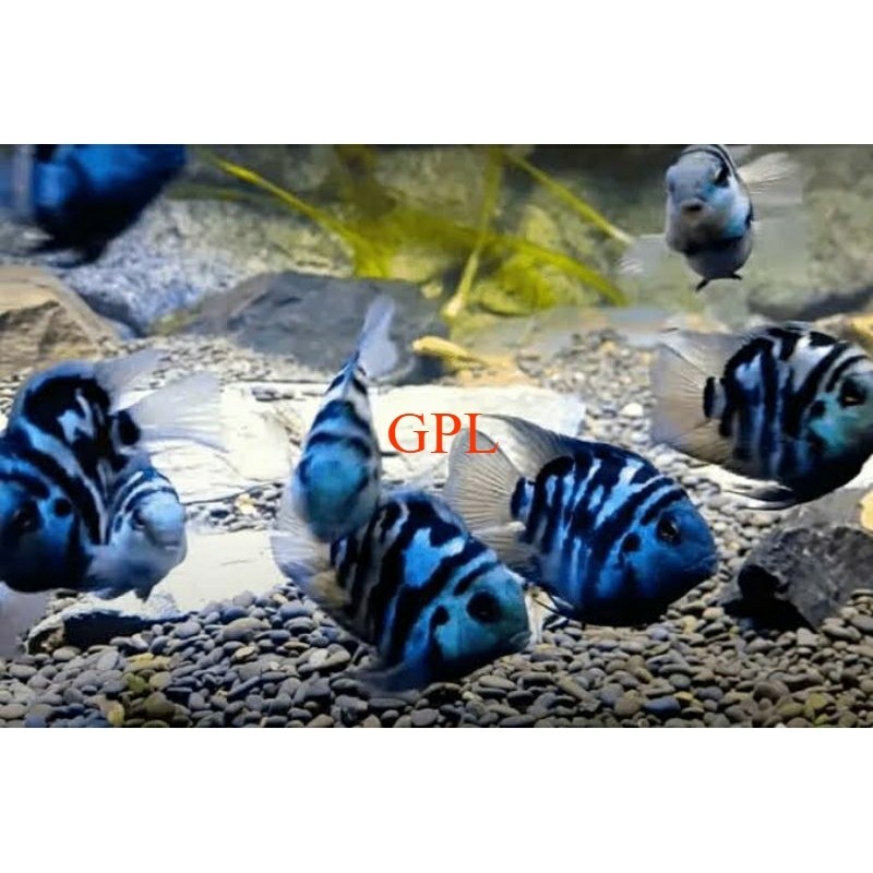 AKSESORIS ikan hias blue polar / ikan biru