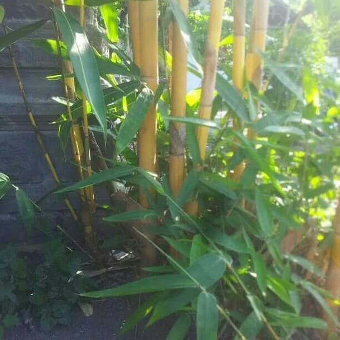 

Daun bambu kuning segar 200 gram