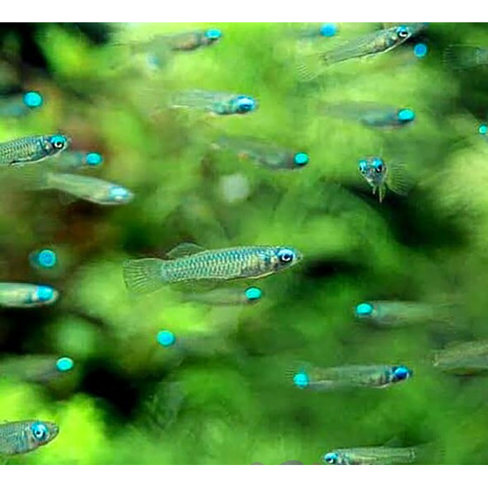 Blue Eye Tetra / Blue Eyes / Mata Biru / Ikan Hias Aquascape