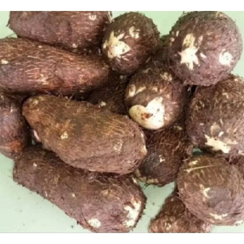 

Talas Belitung kimpul masih segar 1kg ukuran besar