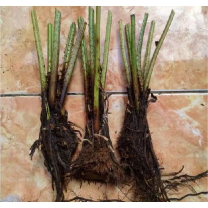 Bibit pakis Sayur Benih pakis sayur