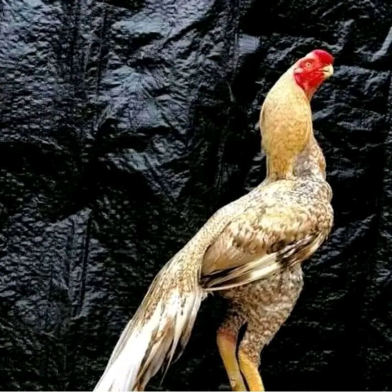 

telur fertil agsel Parrot kualitas terbaik
