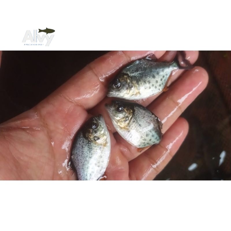 Aksesoris akuarium Hiasan akuarium piranha red belly paket hemat 10 pcs berkualitas