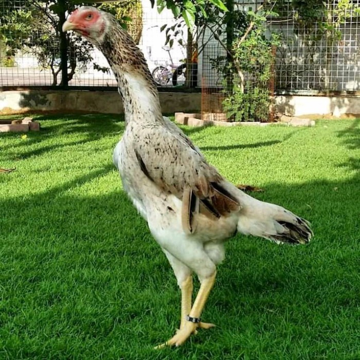 

Telur ayam bangkok shamo jepang / ayam petarung aduan bisa ditetaskan