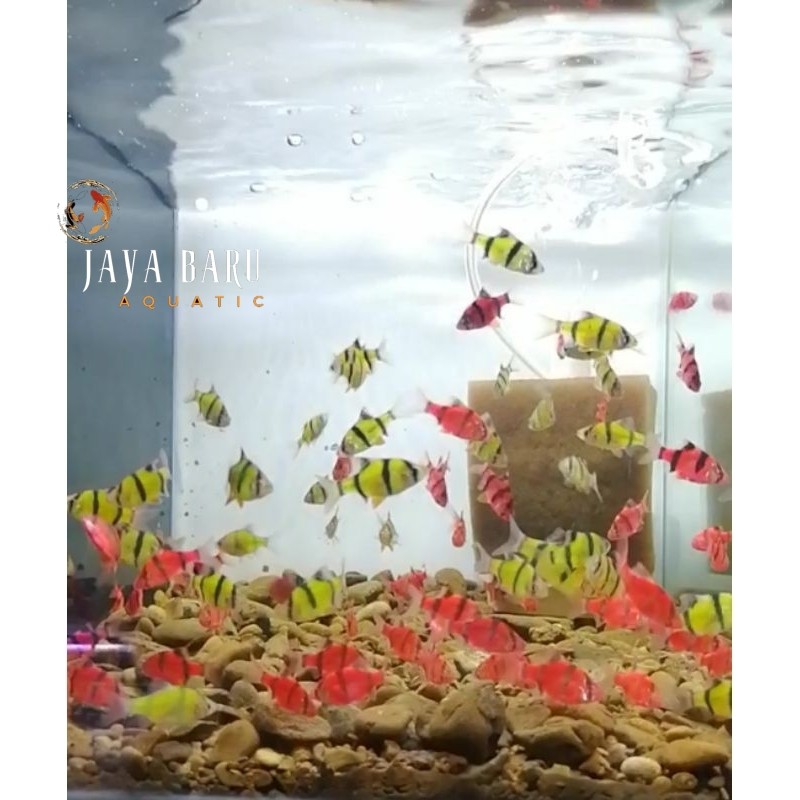 Perlengkapan aquarium ISI 10sumatra tiger glofish jaya baru