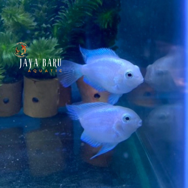 Kebutuhan akuarium SEPASANG BLUE POLAR PLATINUM / PAIR INDUKAN PROVEN BLUE POLAR PLATINUM / IKAN BLU