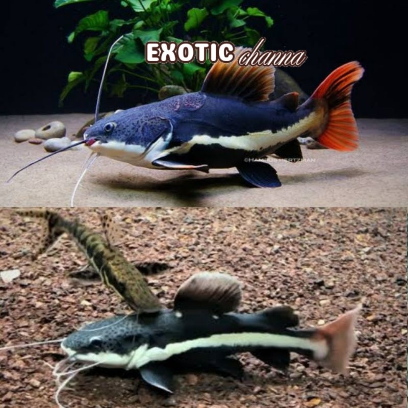 Kebutuhan akuarium ikan RTC red tail catfish / ikan 8-10cm redtail catfish / ikan hias RTC catfish r