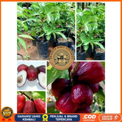 Bibit Tanaman Buah Jambu Air Jamaika Super / Jambu Air Darsono Bibit Tanaman Super Unggul PRADITA BI