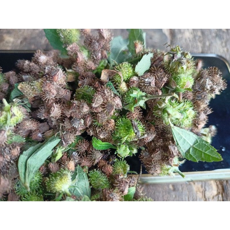 

BUAH PUNGPURUTAN 100 BIJI