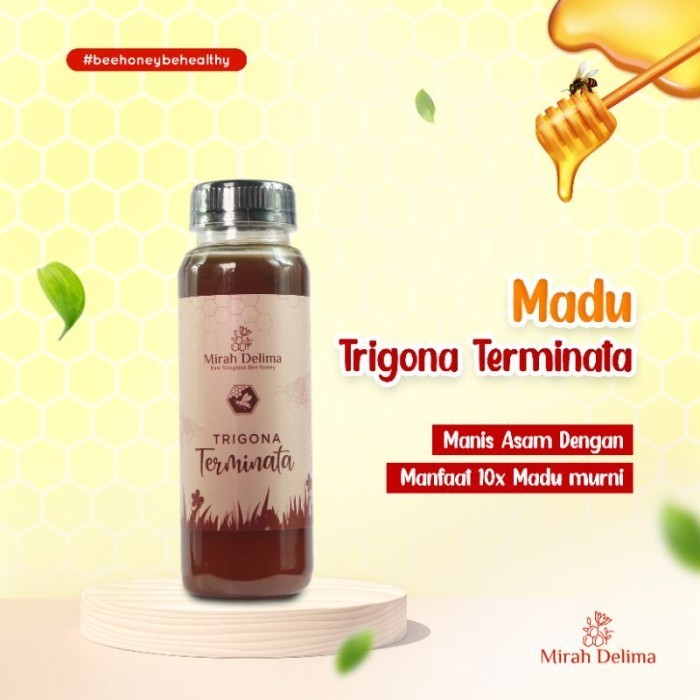 

Madu Klanceng - Trigona Terminata