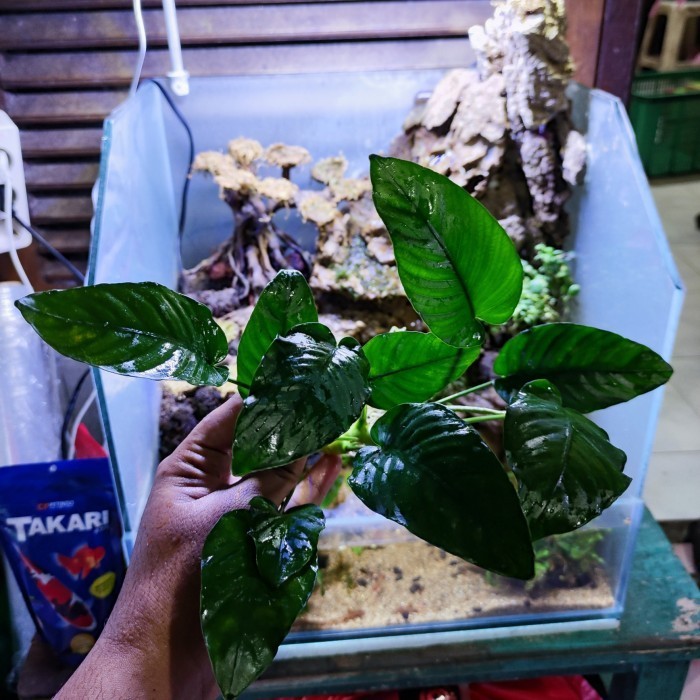Anubias Barteri Var Nana JUMBO