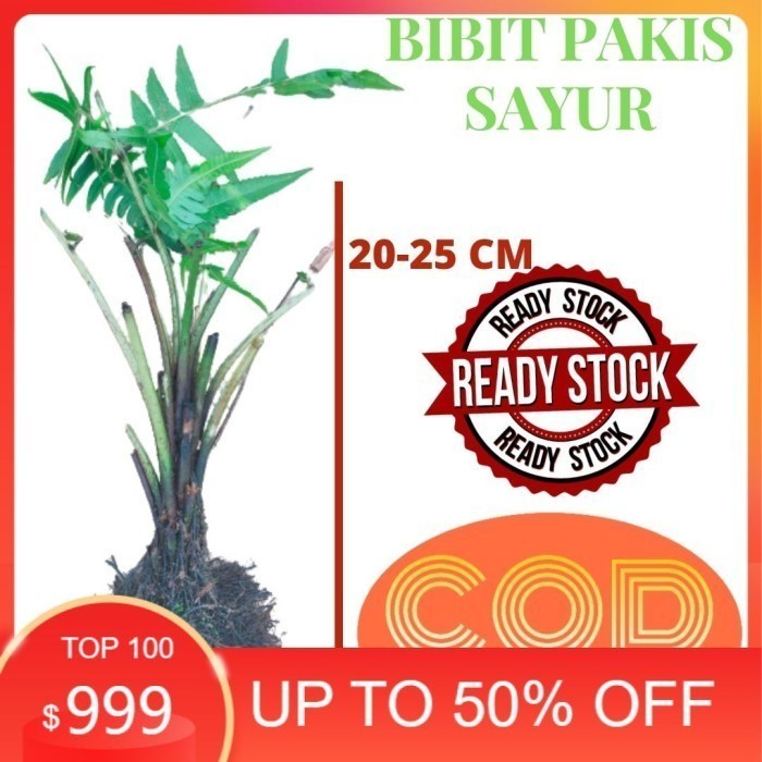 pakis sayur bibit pakis sayur siap tanam bibit pakis