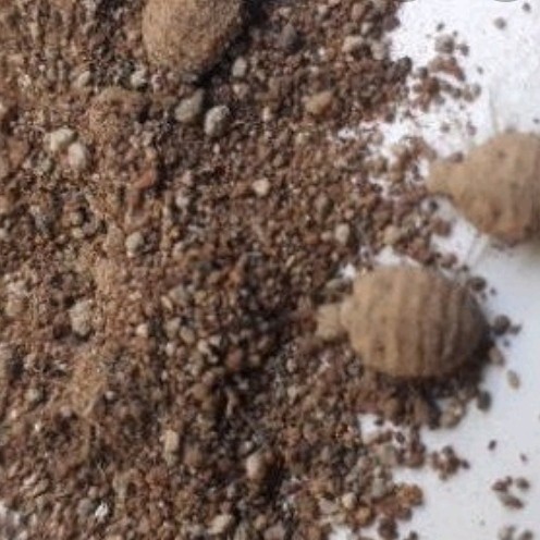 

PROMO promopaket 100 ekor tembukur/undur undur hidup,untk herbal ready