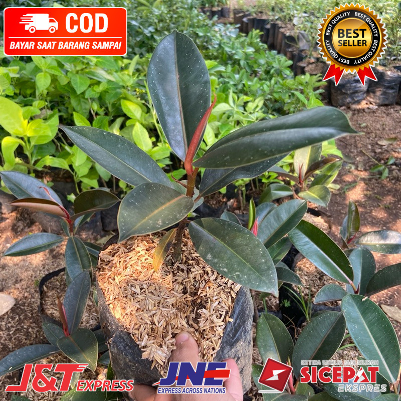 ( BISA BAYAR DI TEMPAT ) Karet Kebo Tanaman Hias Rubber Plant Karet kebo Merah Ficus Elastica HERBAL