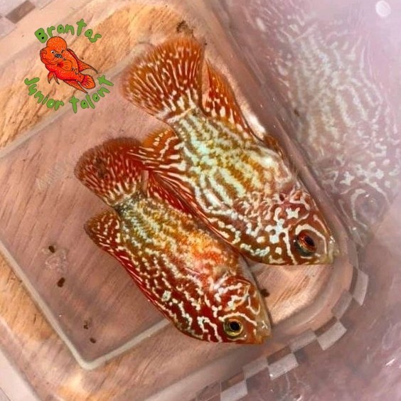 Kebutuhan akuarium Burayak louhan Golden Base GB Kamfa 5-6 cm Mutasi Line Thailand Jenong