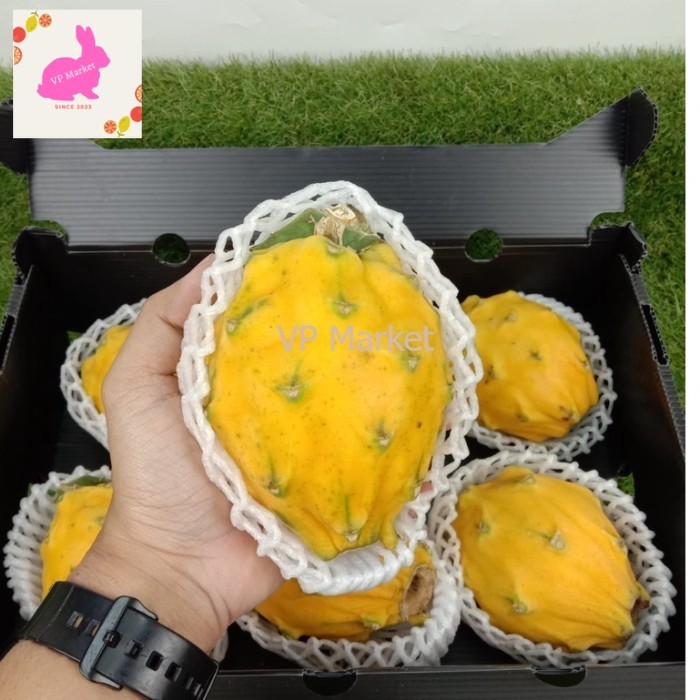 

Buah Naga Kuning Import Dijamin Manis 1 Box 2 Kg