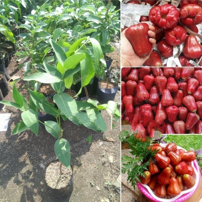 Bibit Tanaman Buah Jambu Air Cincalo Merah-Pohon Jambu Cincalo Merah