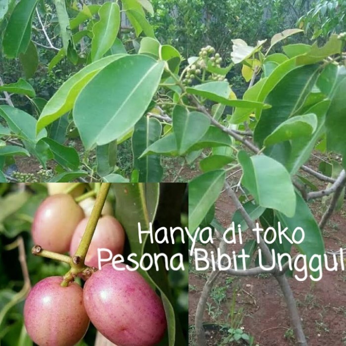 Promo Bibit Buah Juwet Putih Berbunga | Jamblang Putih Kaya Manfaat