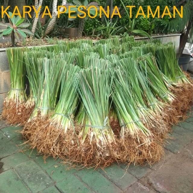grosir Rumput Vetiver Akar Wangi Bibit Rumput Vetiver