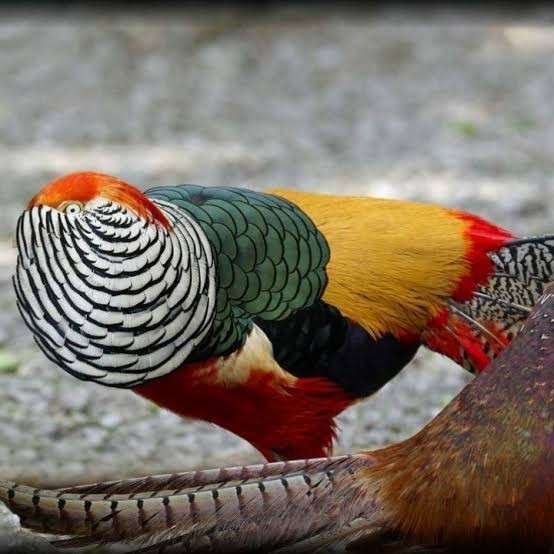 

Telur ayam hias ringneck lady red amherst pheasant fertil siap tetas