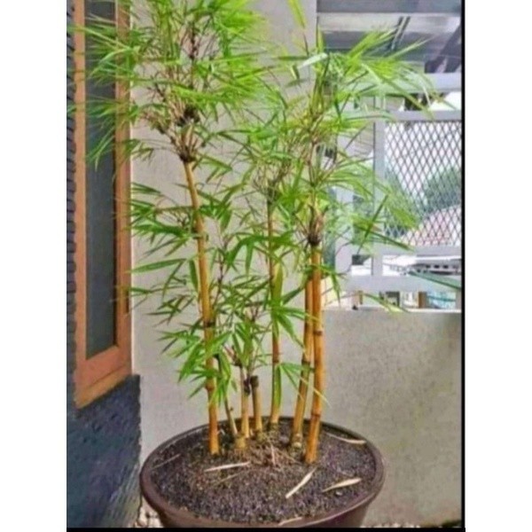 

silahkan Promo Bibit bambu kuning mini paket isi 5pcs