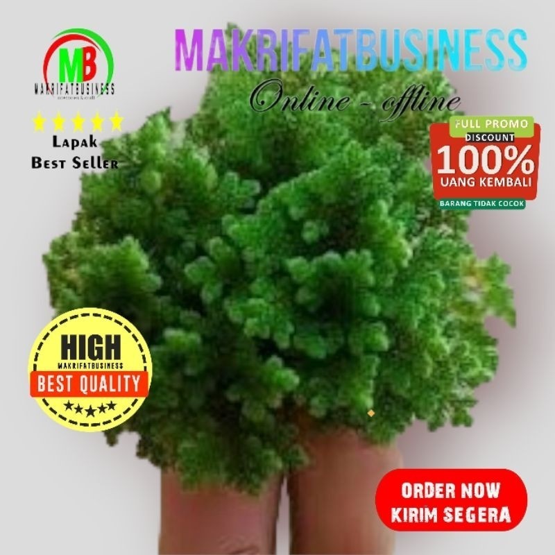 IMDA HANDICRAFT Paket 1 Kg Full BIBIT Rumput AZOLLA Pakan Ternak dan Ikan