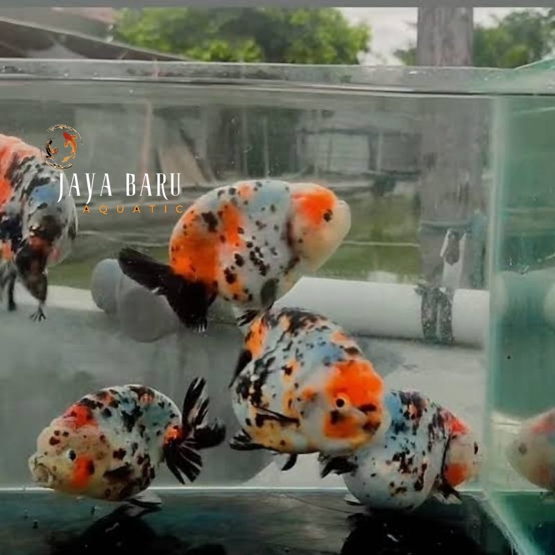 Dekorasi aquarium Ikan Koki Ranchu Calico Sapi 7-9 cm berkualitas