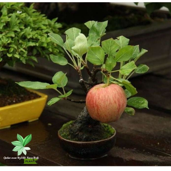 TERLARIS BIBIT APEL FUJI HASIL STEK BATANG DARI INDUKAN SUDAH BERBUAH// BIBIT APEL FUJI JUMBO// BIBI