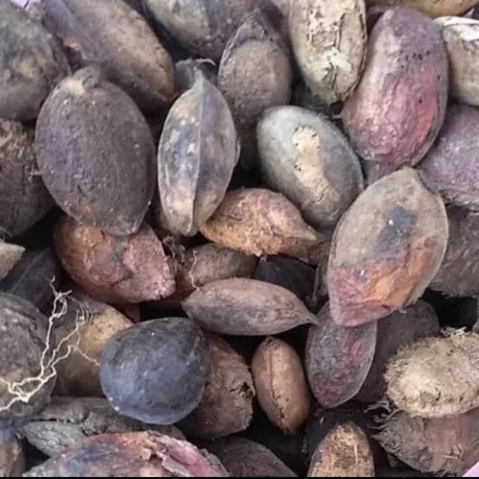 BIJI KETAPANG LAUT KERING 500gr PAKAN BURUNG