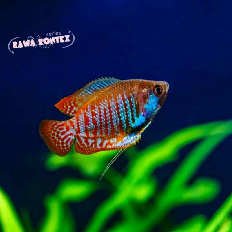 Hiasan aquascape sepat biru PAKET ISI 5 gourami  biru garis merah / ikan sepat ralis gourami cowo gu