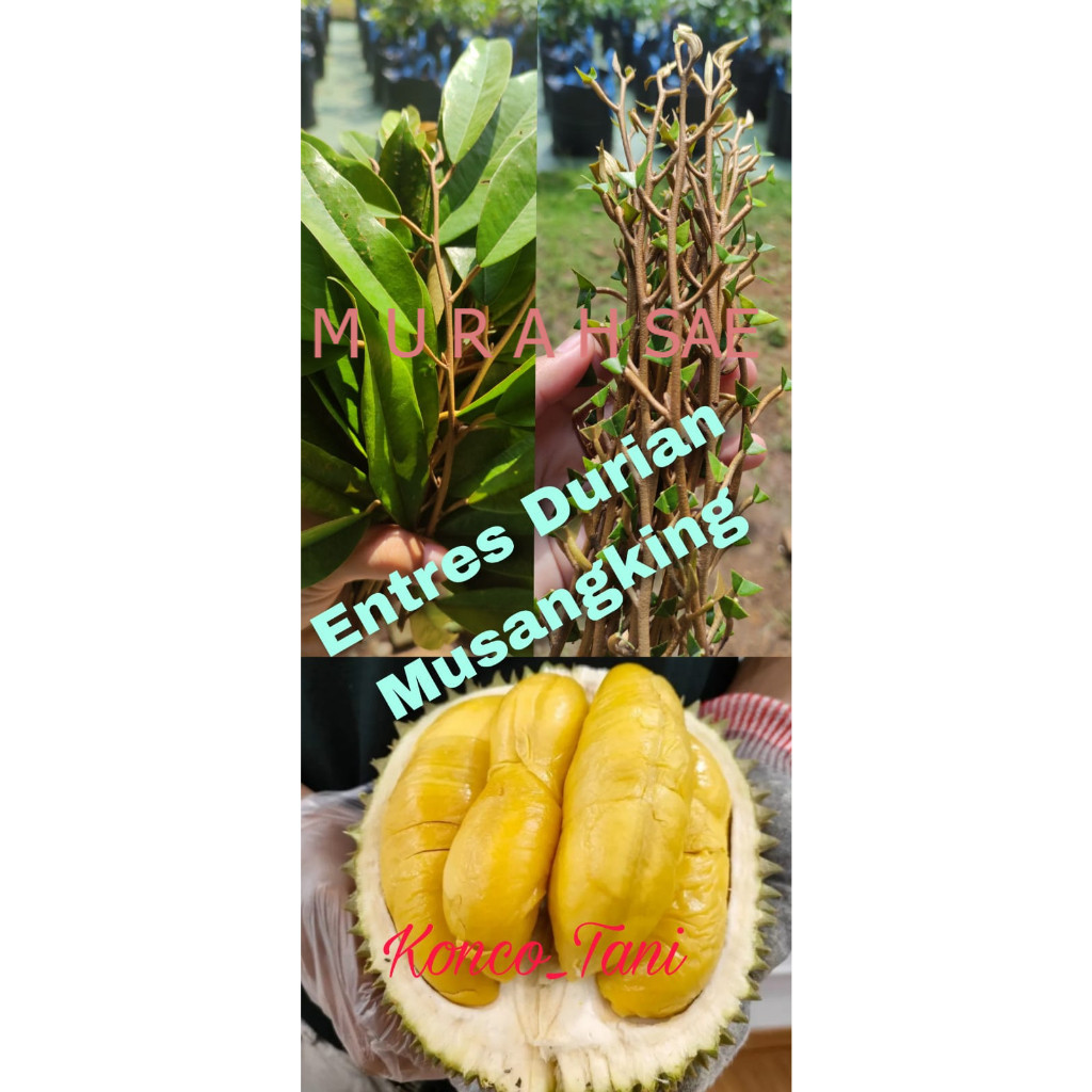 ENTRES DURIAN MUSANGKING ENTRES MATA TUNAS PUCUK