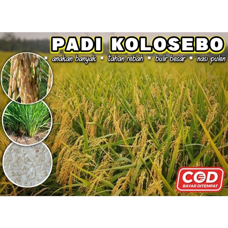 BENIH PADI KOLOSEBO (BOBOT BAGUS) DAN TERBUKTI BERBOBOT