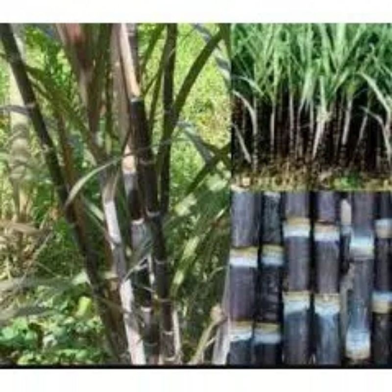 

COD tebu hitam/tebu Ireng srgar#per 500 grm ready