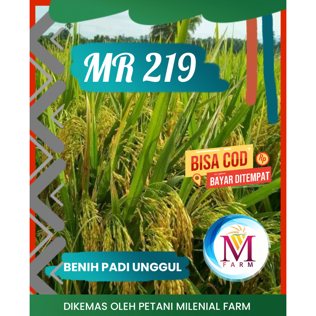 Benih padi mr 219 kemasan 1kg