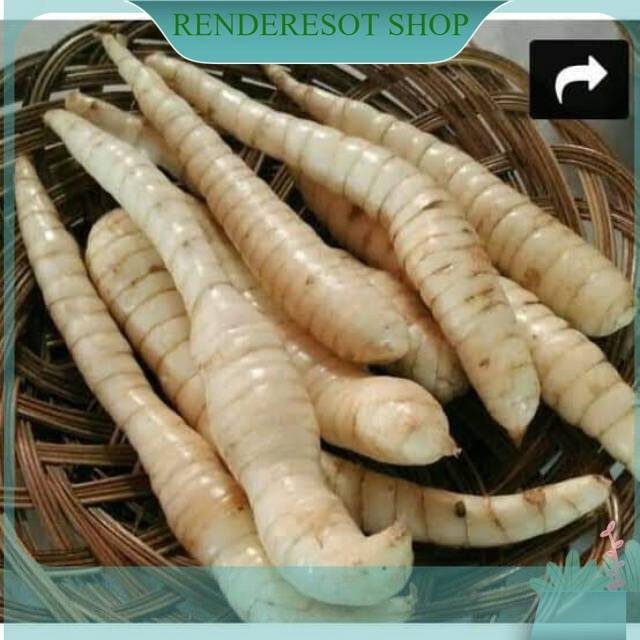 

Umbi garut atau terigu KUalitas Terbaik