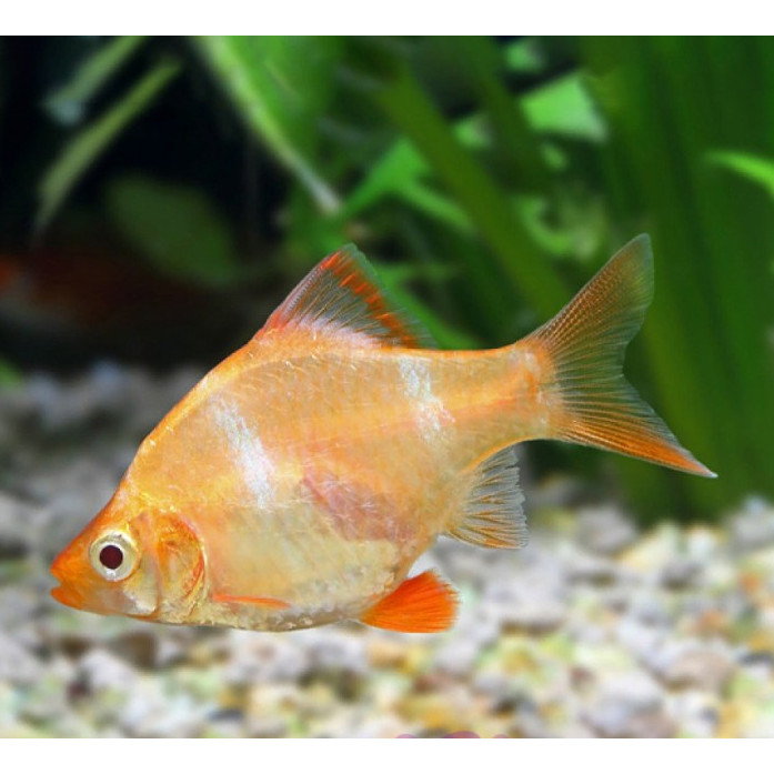 Sumatera Albino / Sumatra Albino Tiger Barb / Ikan Hias Aquascape