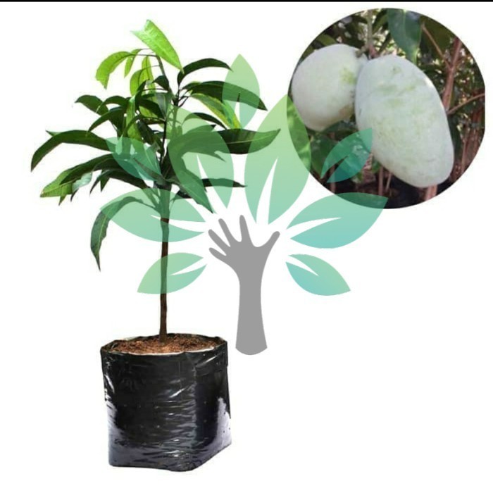 Bibit Tanaman Buah Mangga Gajah Jumbo-Bibit Buah Mangga Besar Asli
