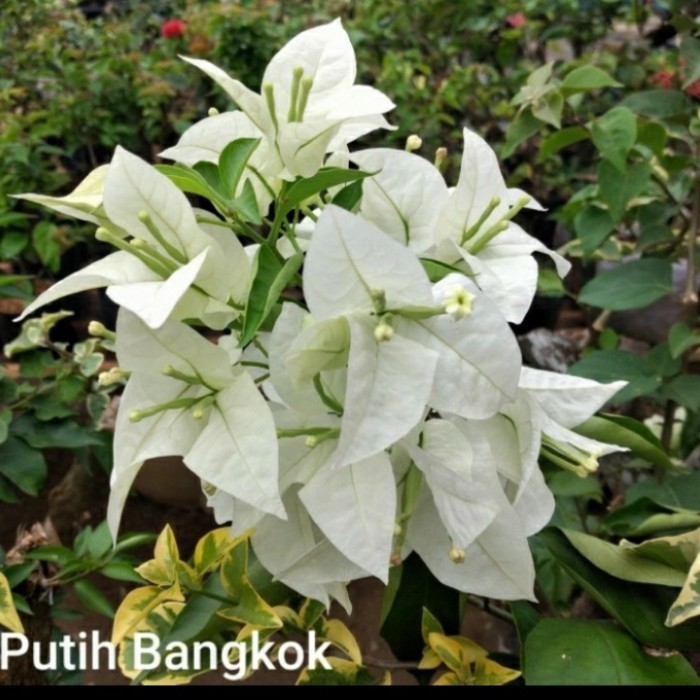 Tanaman Hias Bunga Bougenville Bangkok Putih Berbunga