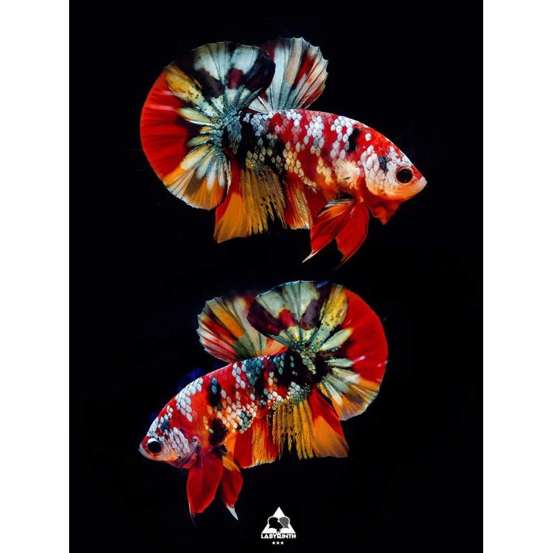 

Promo PK IRONMAN RKC RED KOI COPPER KUWALITAS tERBAIK