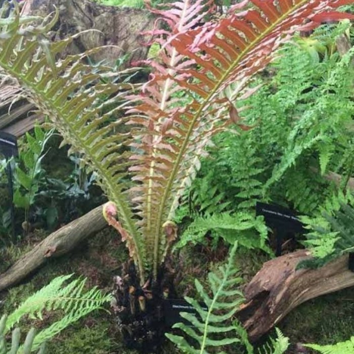 

Ready stok New Promo Tanaman Hias Pakis Paku Blechnum Brasiliense Volcano