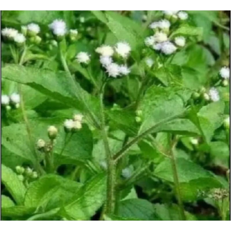 

Daun bandotan 500 gram