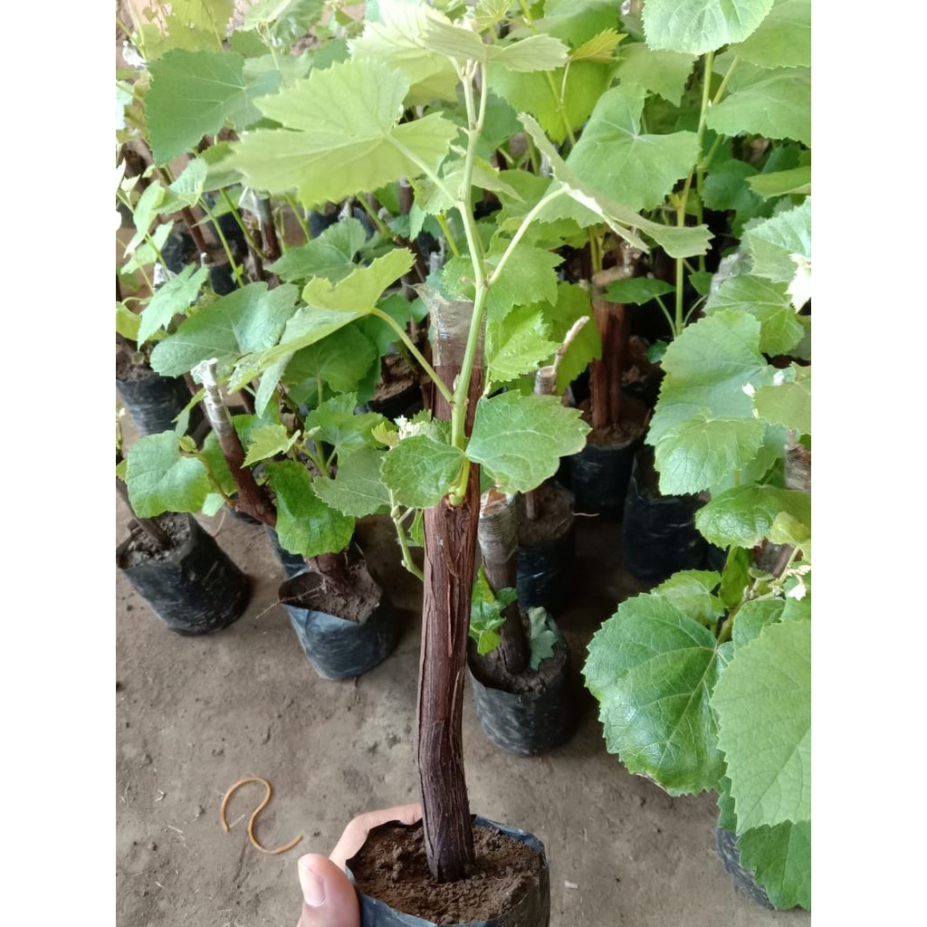 bibit tanaman anggur isabella batang besar