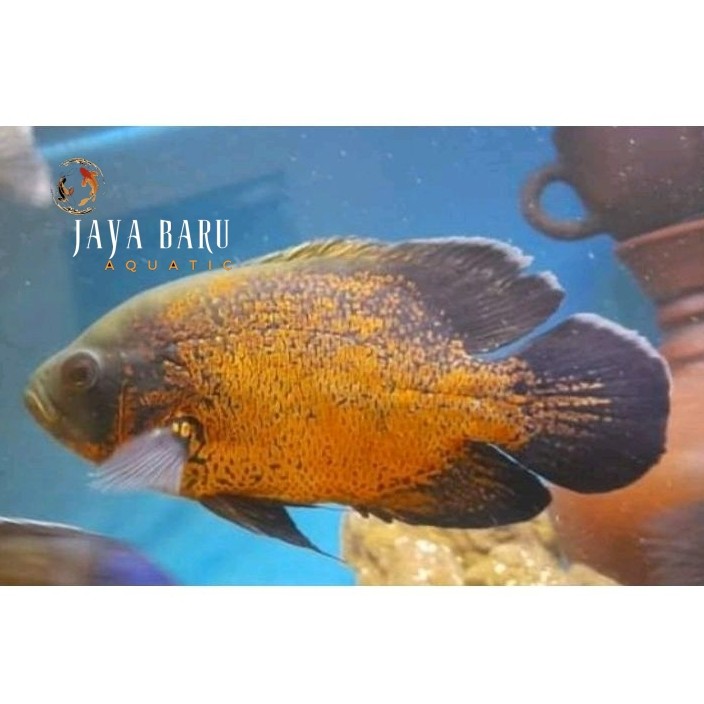 Perlengkapan akuarium ikan oscar paris tembaga 8-12 cm tank mate